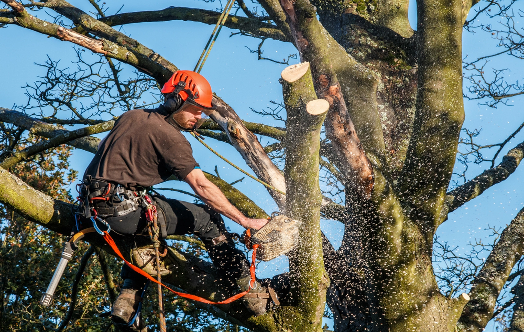 tree surgeon insurance